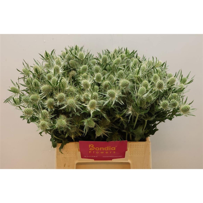 <h4>ERYN MAG WHIT LAGOON</h4>