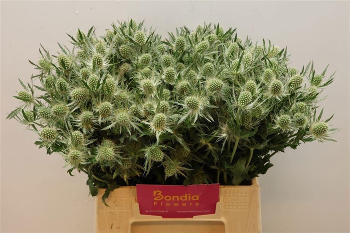 <h4>ERYN MAG WHIT LAGOON</h4>