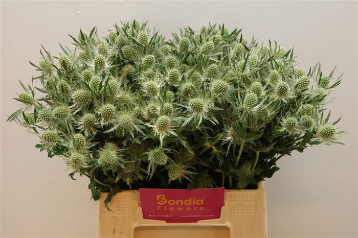 ERYN MAG WHIT LAGOON