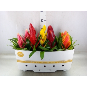 Vriesea   ...mix 5