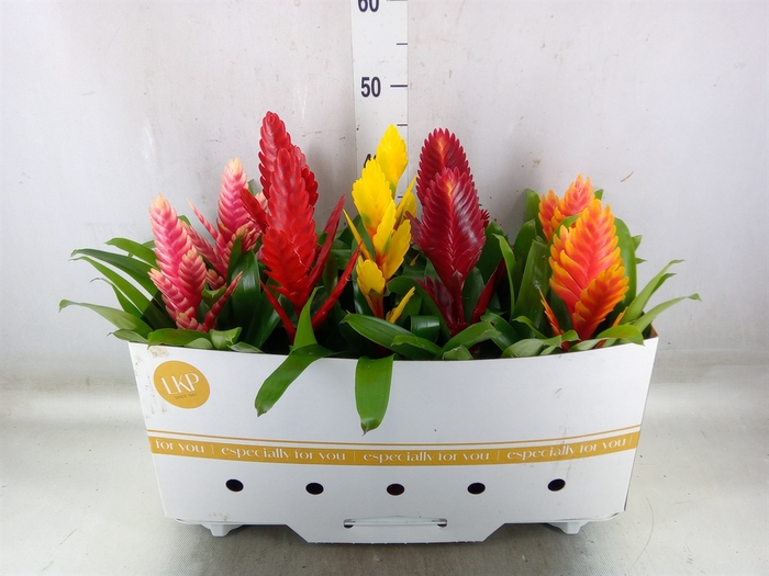 <h4>Vriesea   ...mix 5</h4>
