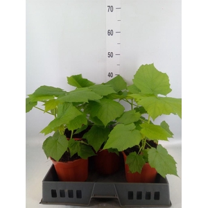 Sparrmannia africana