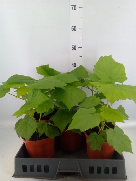<h4>Sparrmannia africana</h4>