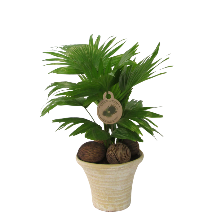 <h4>Livistona rotundifolia</h4>