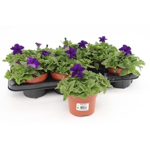 Petunia Surfinia Dark Blue