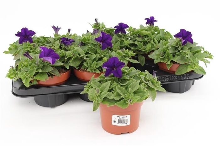 <h4>Petunia Surfinia Dark Blue</h4>