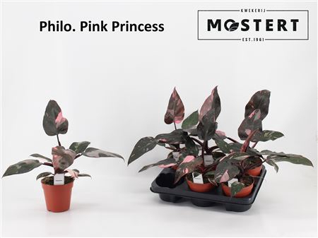 Philo Pink Princess