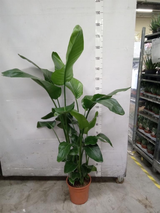 <h4>Strelitzia nicolai</h4>