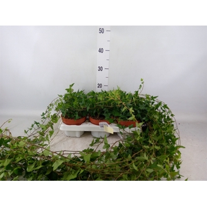 Hedera helix 'Shamrock'