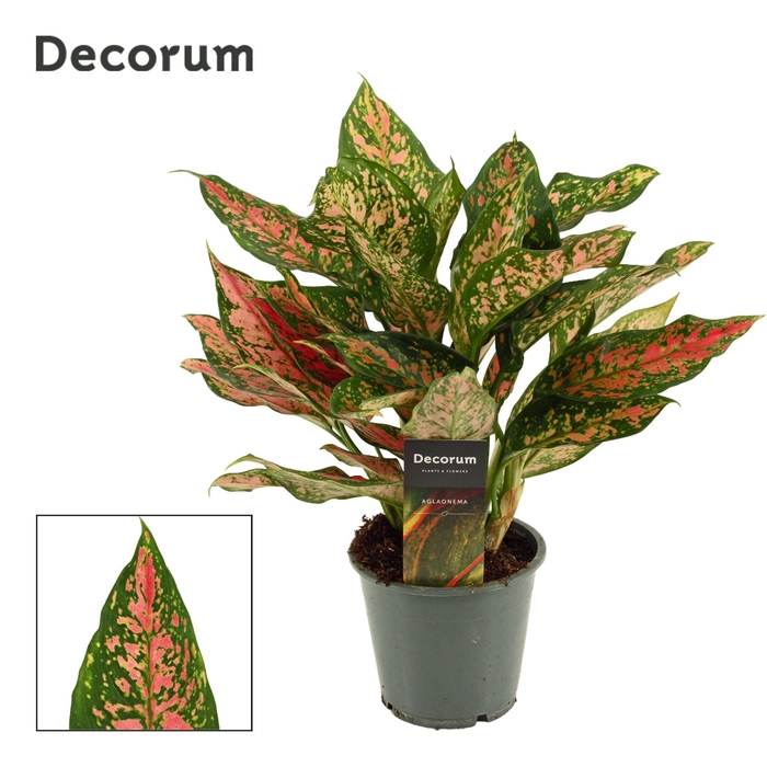 <h4>Aglaonema Unyamanee 12 cm (Decorum)</h4>