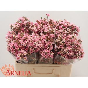 Chamelaucium Sarah's Delight