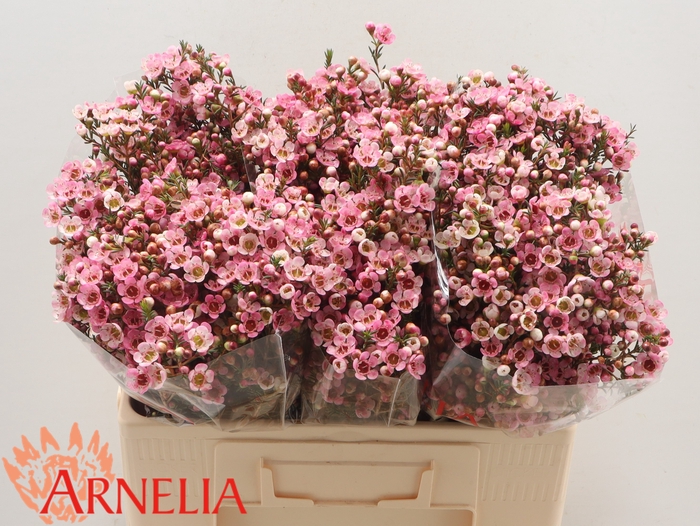 <h4>Chamelaucium Sarah's Delight</h4>