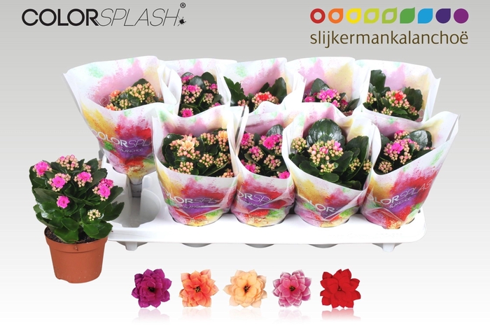 <h4>KAL GE GEM 5 KL</h4>