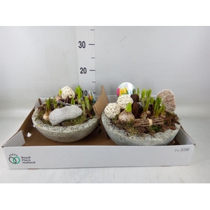 Arr.   Bol/Knolgewas L%