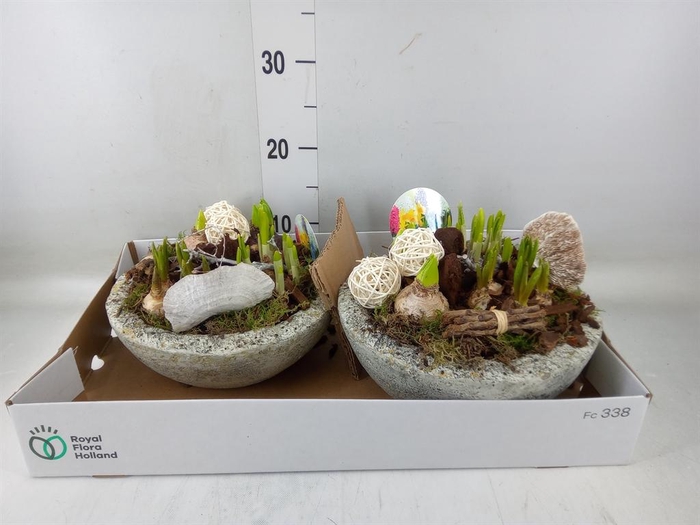 <h4>Arr.   Bol/Knolgewas L%</h4>