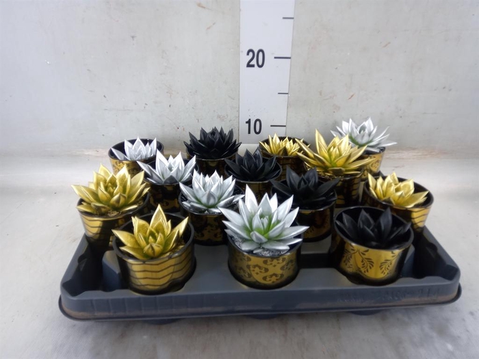 <h4>Echeveria agavoides</h4>