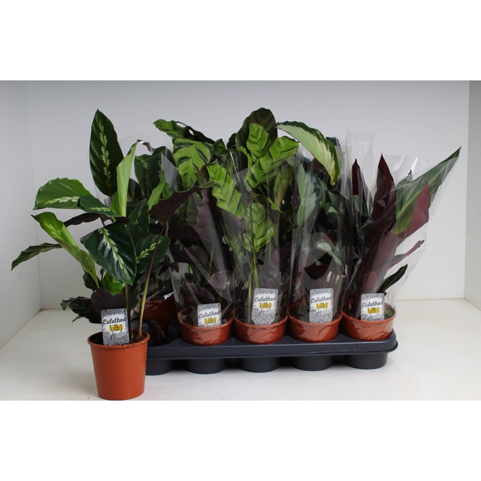 <h4>CALAT GEM 5 SRT</h4>