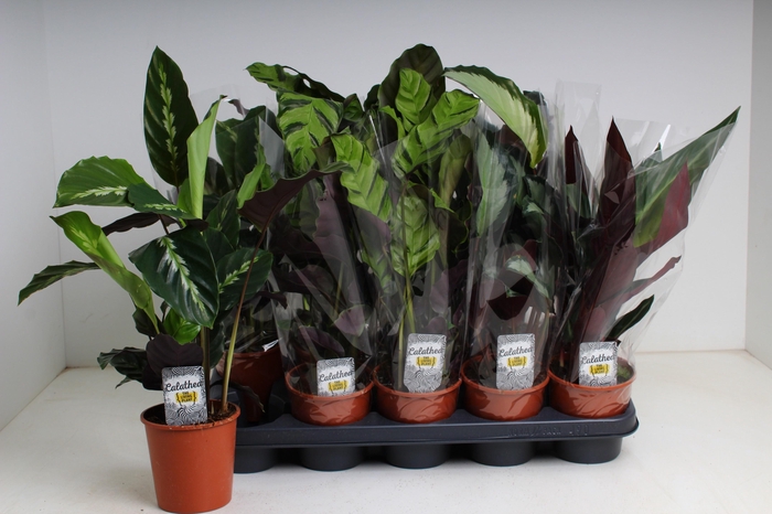 <h4>CALAT GEM 5 SRT</h4>