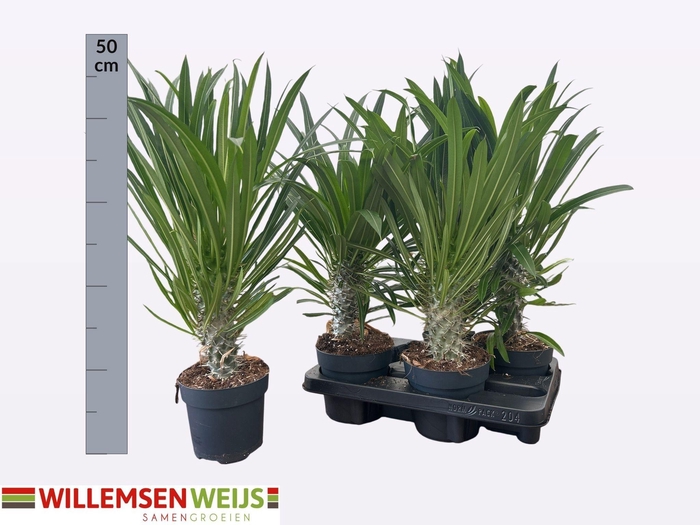 <h4>PACHYPOD LAMEREI</h4>