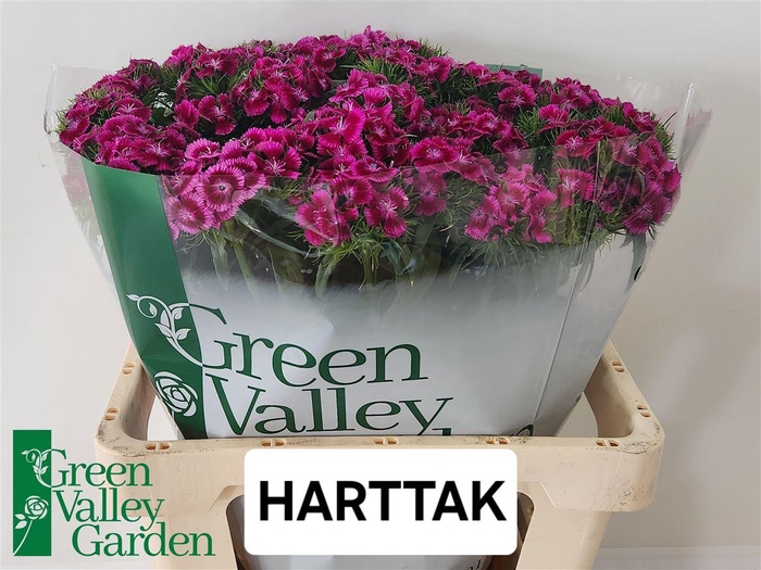 <h4>Di Barb Sweet Will Magenta Bicolour</h4>