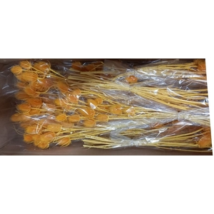 DF Dipsacus Yellow Bs 130g
