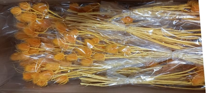 DF Dipsacus Yellow Bs 130g