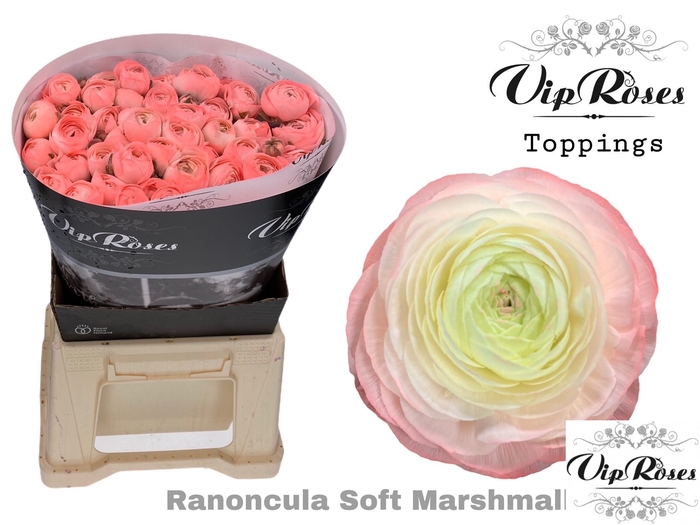 <h4>RAN SOFT MARSHMALLOW PINK x50</h4>