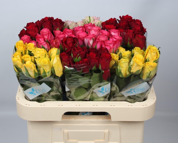 <h4>R GR GEM IN FUST</h4>