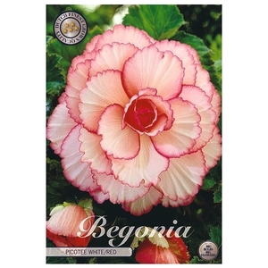 Begonia Picotee White/Red x3 5/6