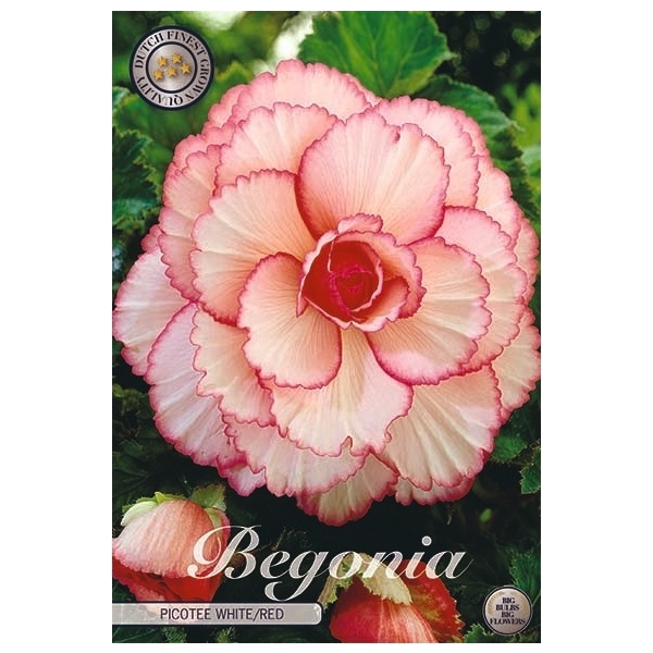 <h4>Begonia Picotee White/Red x3 5/6</h4>