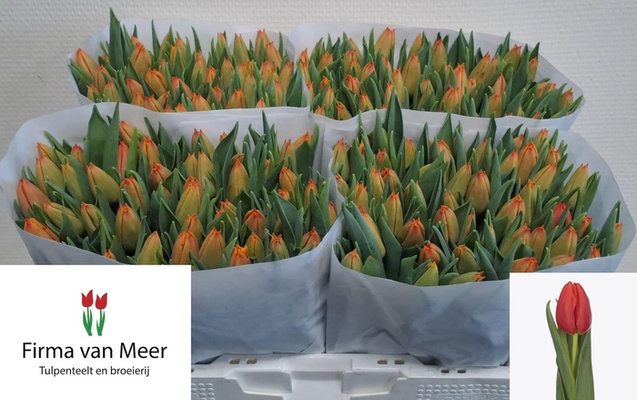 <h4>TU EN COUNTUS</h4>