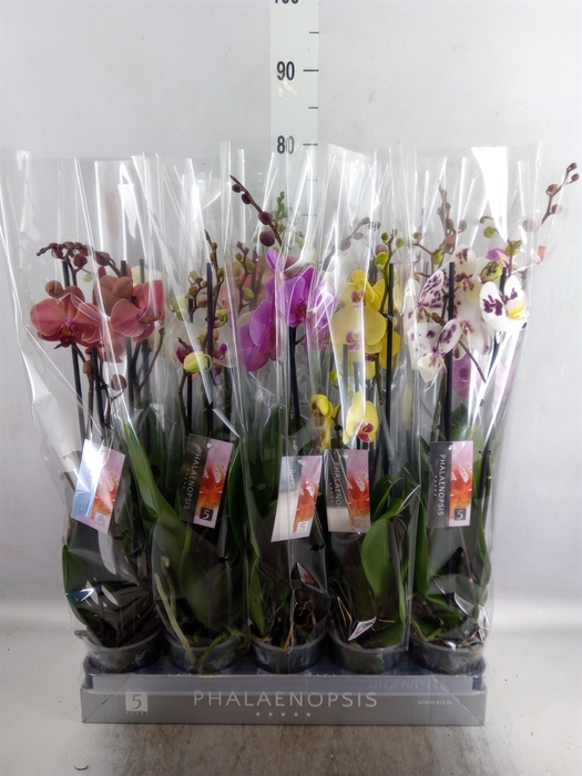 <h4>Phalaenopsis   ...mix  7</h4>