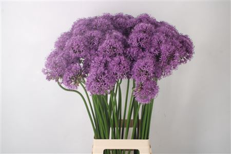 <h4>Allium Gladiator</h4>