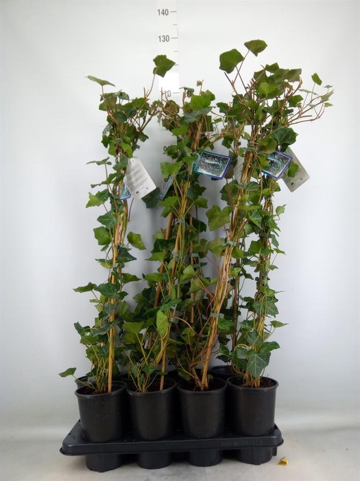 <h4>Hedera hibernica</h4>