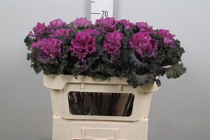 <h4>Brass Crane Ru Red</h4>