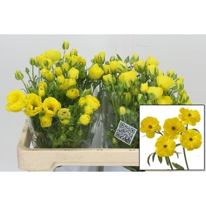 RAN BUTTERFL PHYTALO