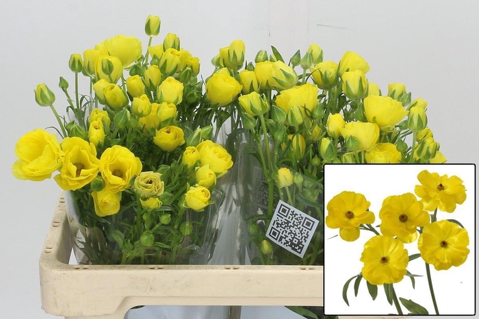 <h4>RAN BUTTERFL PHYTALO</h4>