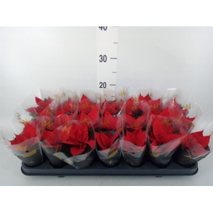 Euphorbia pulc. 'Mirage Red'