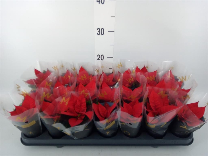 <h4>Euphorbia pulc. 'Mirage Red'</h4>