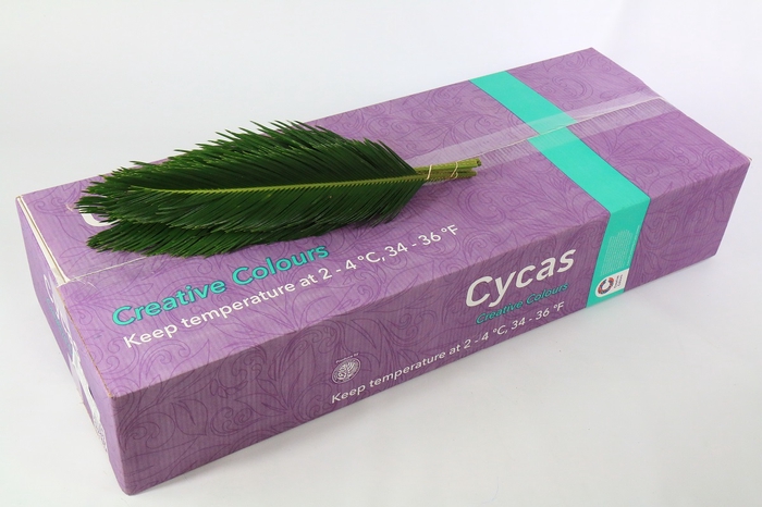 <h4>Cycas Revoluta Creative Colours</h4>