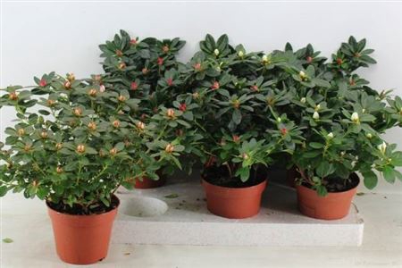 <h4>Rhodo Si Gem</h4>