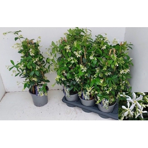 TRAC JASMINOIDES