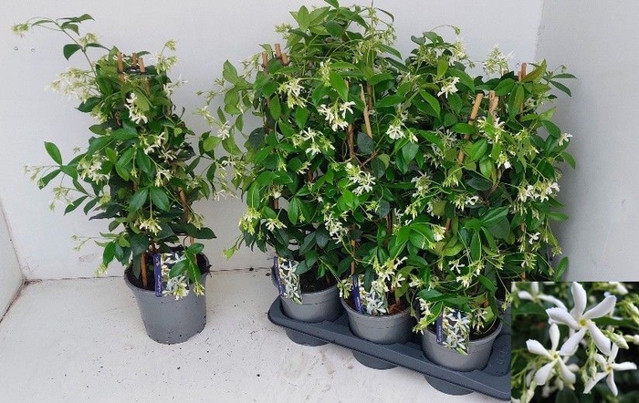 <h4>TRAC JASMINOIDES</h4>