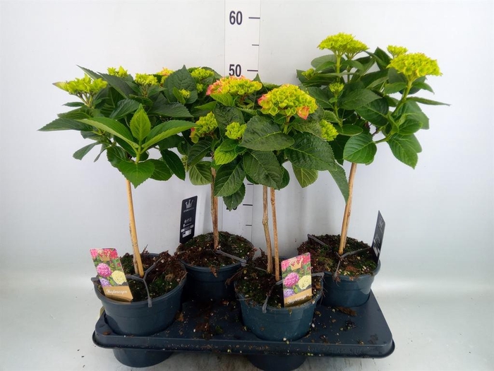 <h4>Hydrangea mac. ...</h4>