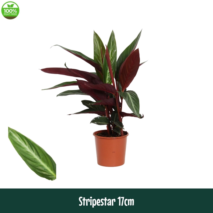 <h4>Calathea 17cm Stripestar - Living</h4>