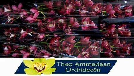 <h4>Hades 60 x10</h4>