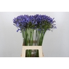 Agapanthus Blue Heaven