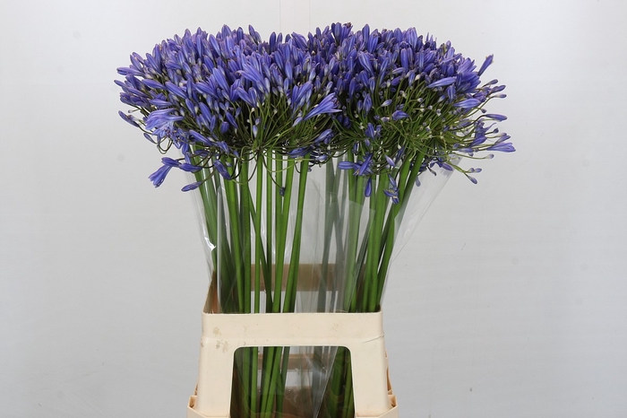 <h4>Agapanthus Blue Heaven</h4>