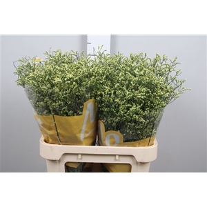 Lim Sin China Yellow