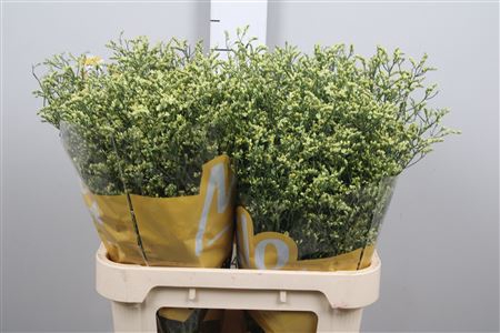 Lim Sin China Yellow